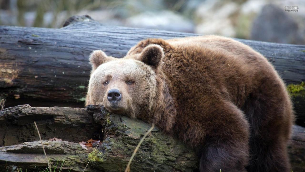 耶泽尔采 Lazy Bear酒店 外观 照片